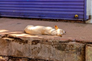 street-dog-sleeping-4895362_1280